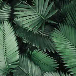 Home Fiddle Leaf Fig Plant