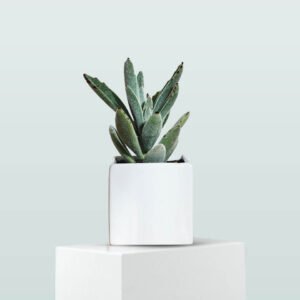 Home flower 02 a.jpg