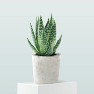 Home flower 03 a.jpg