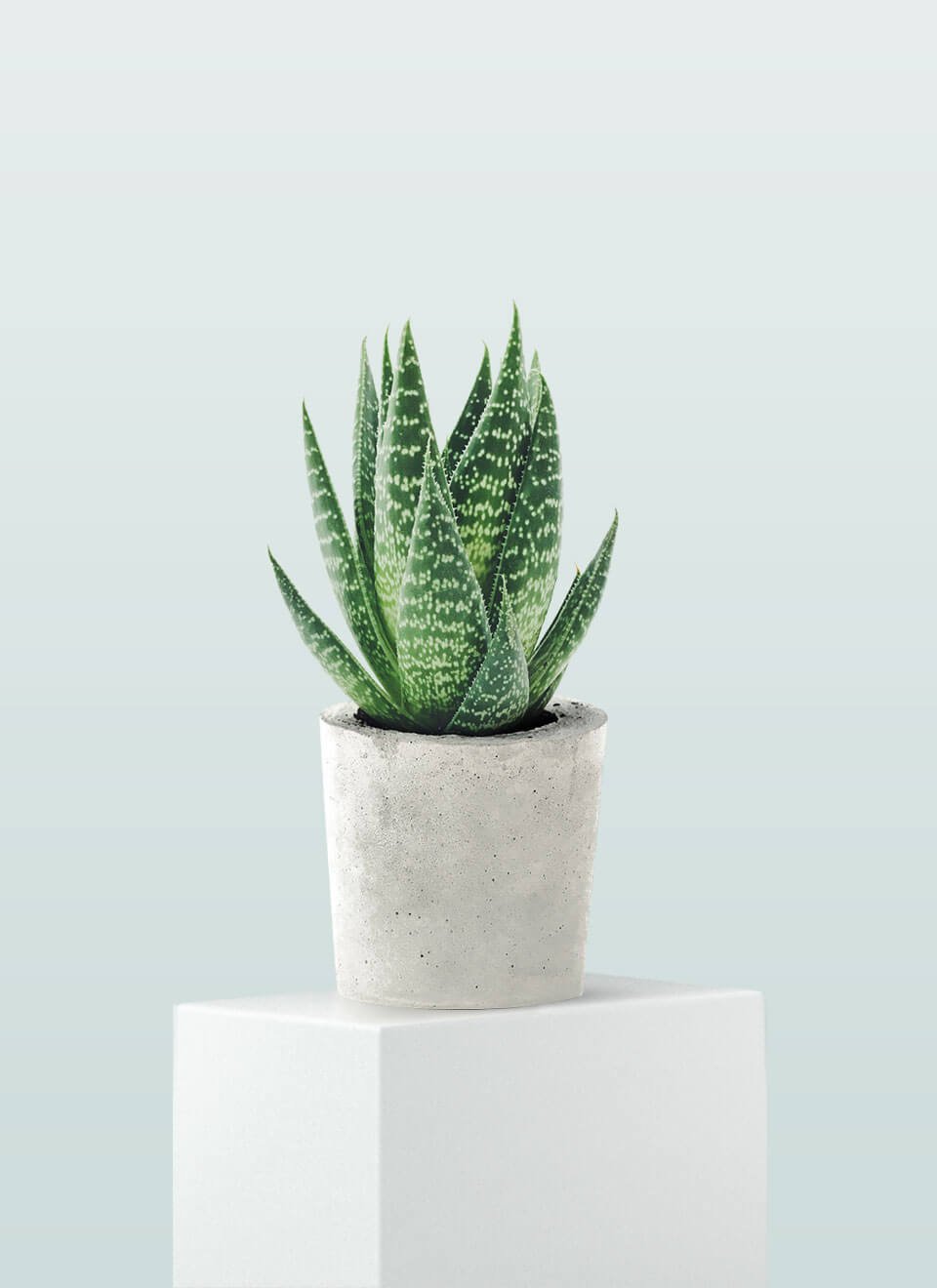 flower-03-a.jpg flower 03 a.jpg